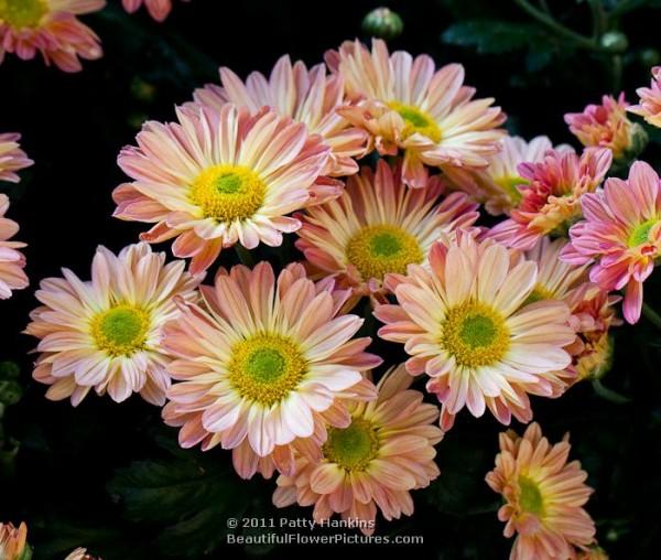 Cherry Enbee Wedding Daisy Chysanthemum