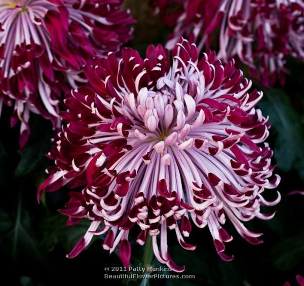 Diana Stokes - a Quill Chrysanthemum