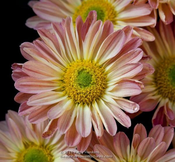 Cherry Enbee Wedding Daisy Chysanthemum