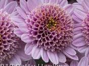 Shades Pink Purple Chrysanthemums