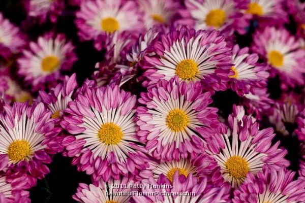 Fantasy - a spoon Chrysanthemum