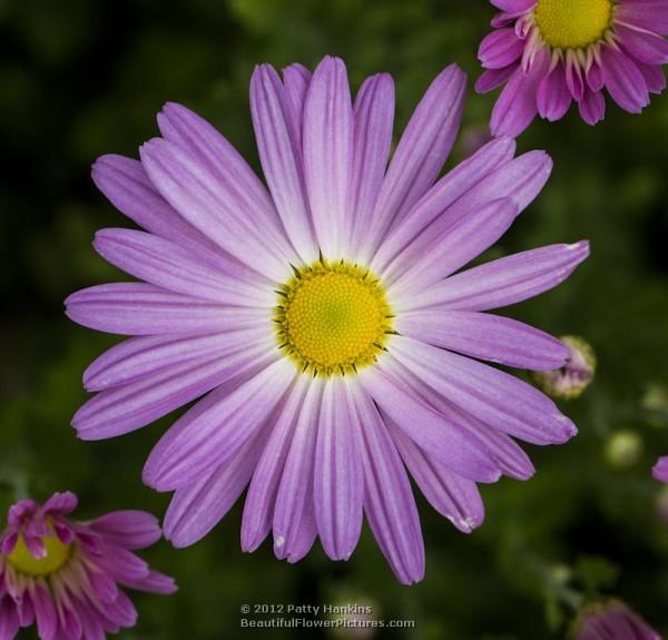 Cambodian Queen - a single chrysanthemum