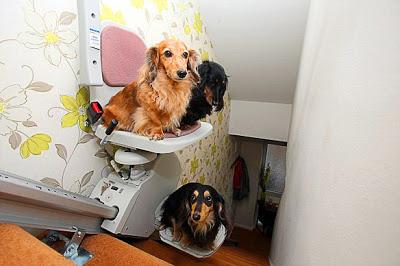 Pampered DOGS Get $2,300 ESCALATOR StairLift!