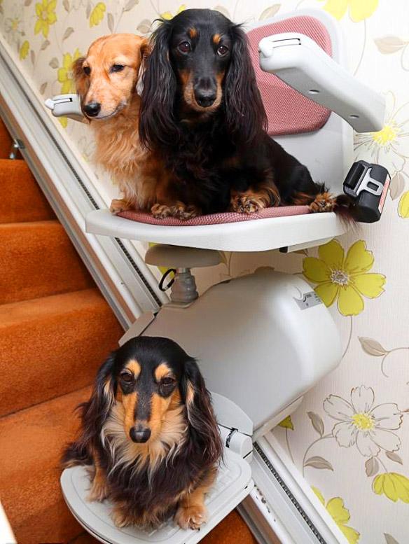Pampered DOGS Get $2,300 ESCALATOR StairLift!