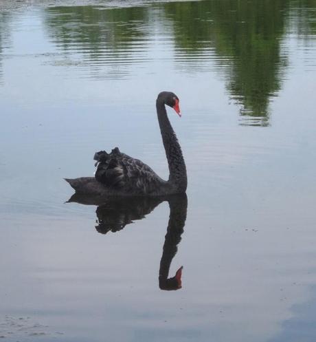 Black Swan floating on the Otonabee River - Ontario
