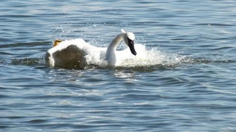 trumpeter swan dips its wings into water