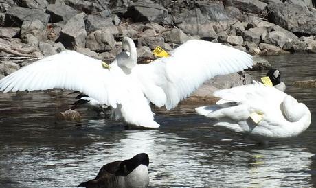 trumpeter swan holds its wings wide open at la salle park