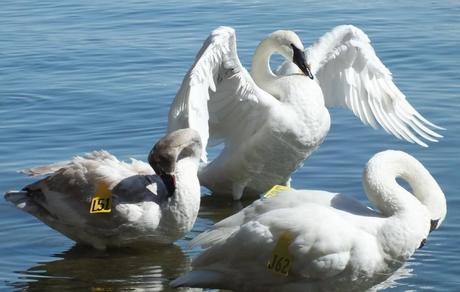 three trumpeter swans in Hamilton Harbour
