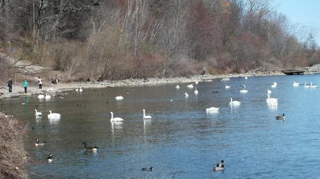 trumpeter swans at La Salle park in Hamilton Harbour
