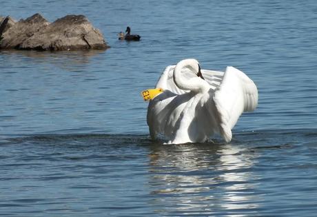 trumpeter swans with wings in front at la salle park - hamilton
