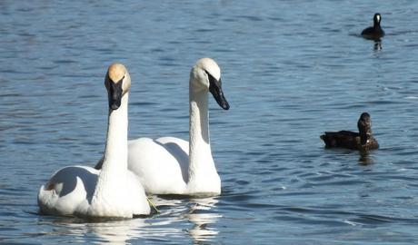 trumpeter swans look towards camera at la salle park