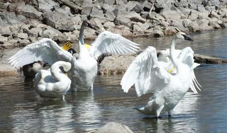 two trumpeter swans hold up wings at la salle park - Hamilton 