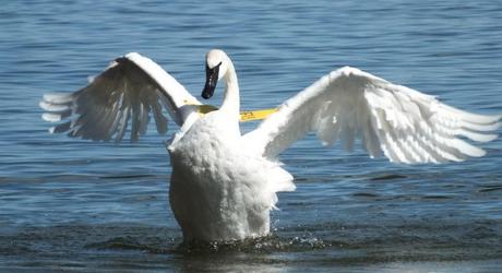 trumpeter swan holds wings out proudly