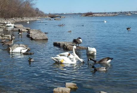 trumpeter swans gather together in Hamilton Harbour