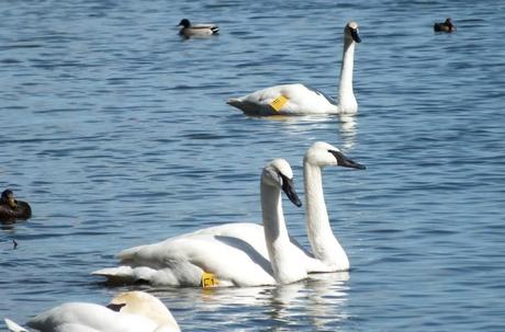 trumpeter swans at la salle park in hamilton harbour