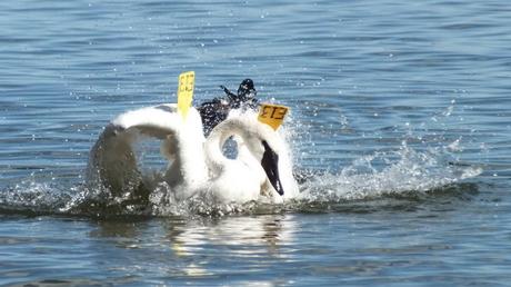 trumpeter swan drags wings through water