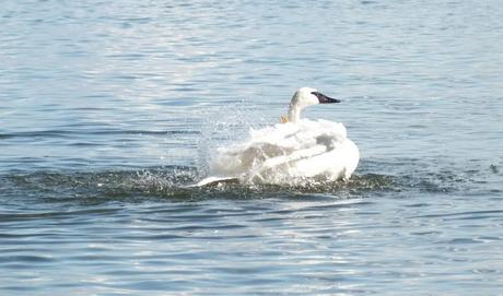 trumpeter swans shakes its wings in water at la salle park