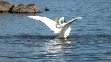 trumpeter swan in Hamilton Harbour holds wings up