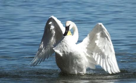 trumpeter swan holds wings up and looks at me