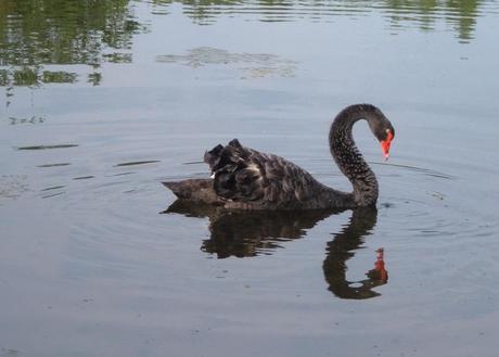 Black Swan on the Otonabee River - Ontario