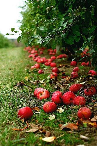.garden orchard