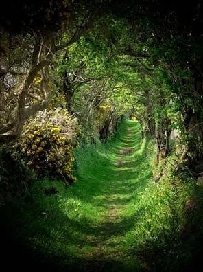.garden path