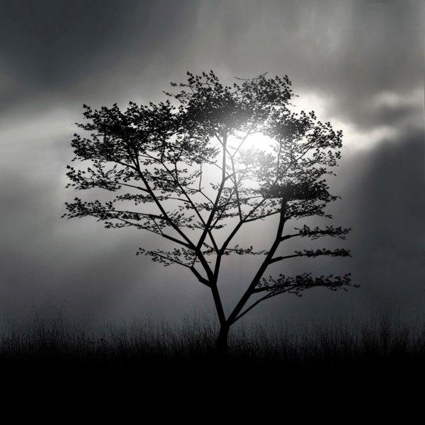 tree-silhouette-ipad-background