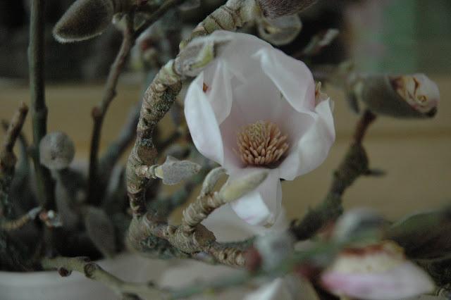 Close up of a creamy pink magnolia blossom with mossy branches in a cream coloured jug