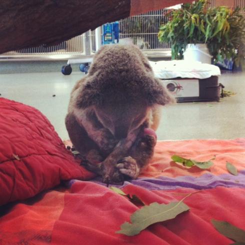 Peri the koala was left with a fractured leg after he was attacked by two dogs. 