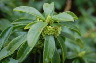 Daphne laureola Flower (23/03/2013, Kew Gardens, London)