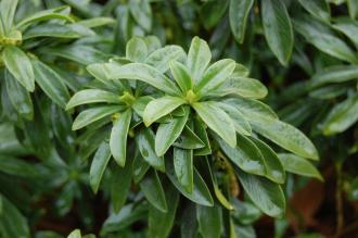 Daphne laureola Leaf (23/03/2013, Kew Gardens, London)