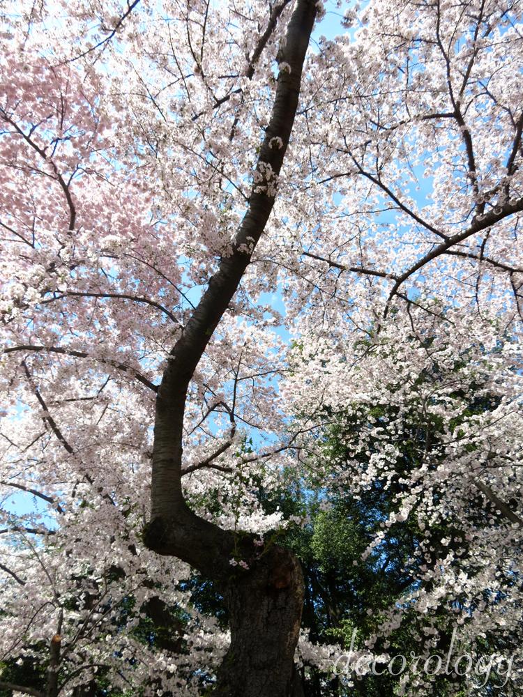 House purchasing update and beautiful cherry trees in DC!