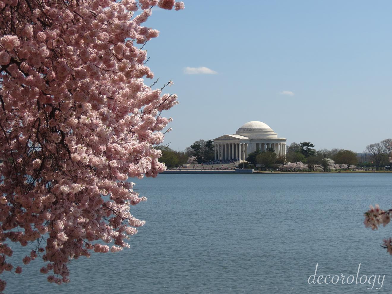 House purchasing update and beautiful cherry trees in DC!