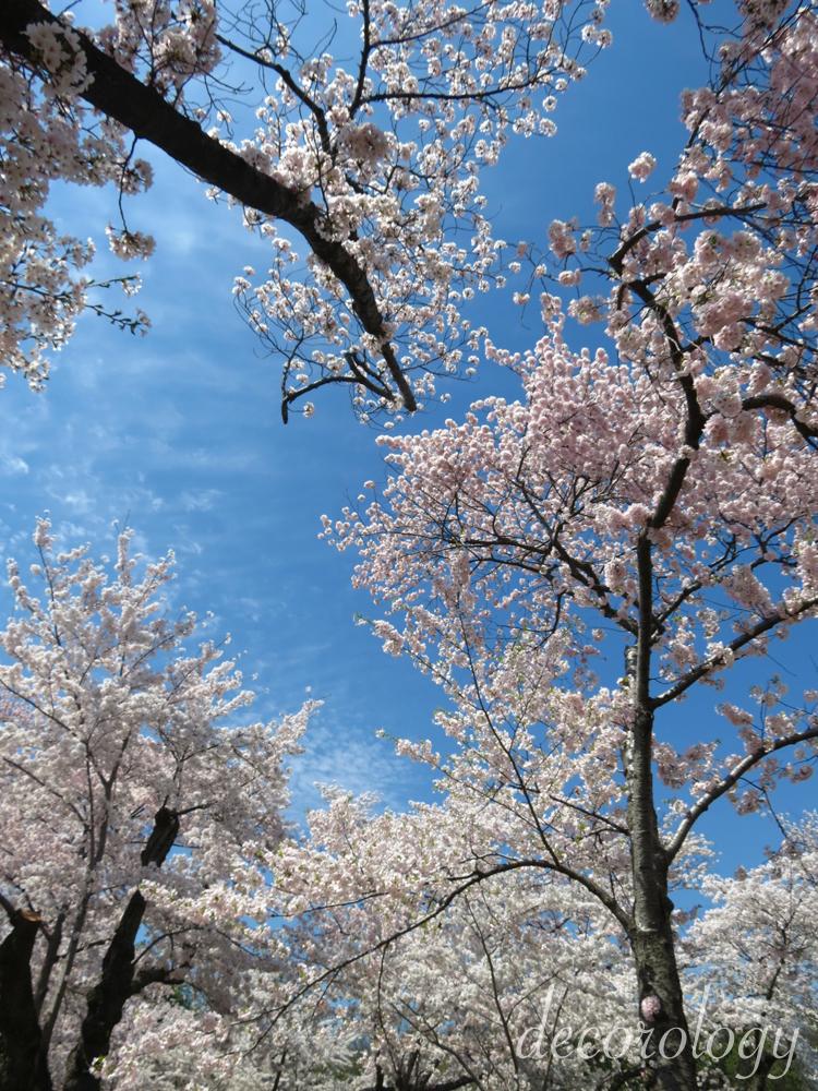 House purchasing update and beautiful cherry trees in DC!