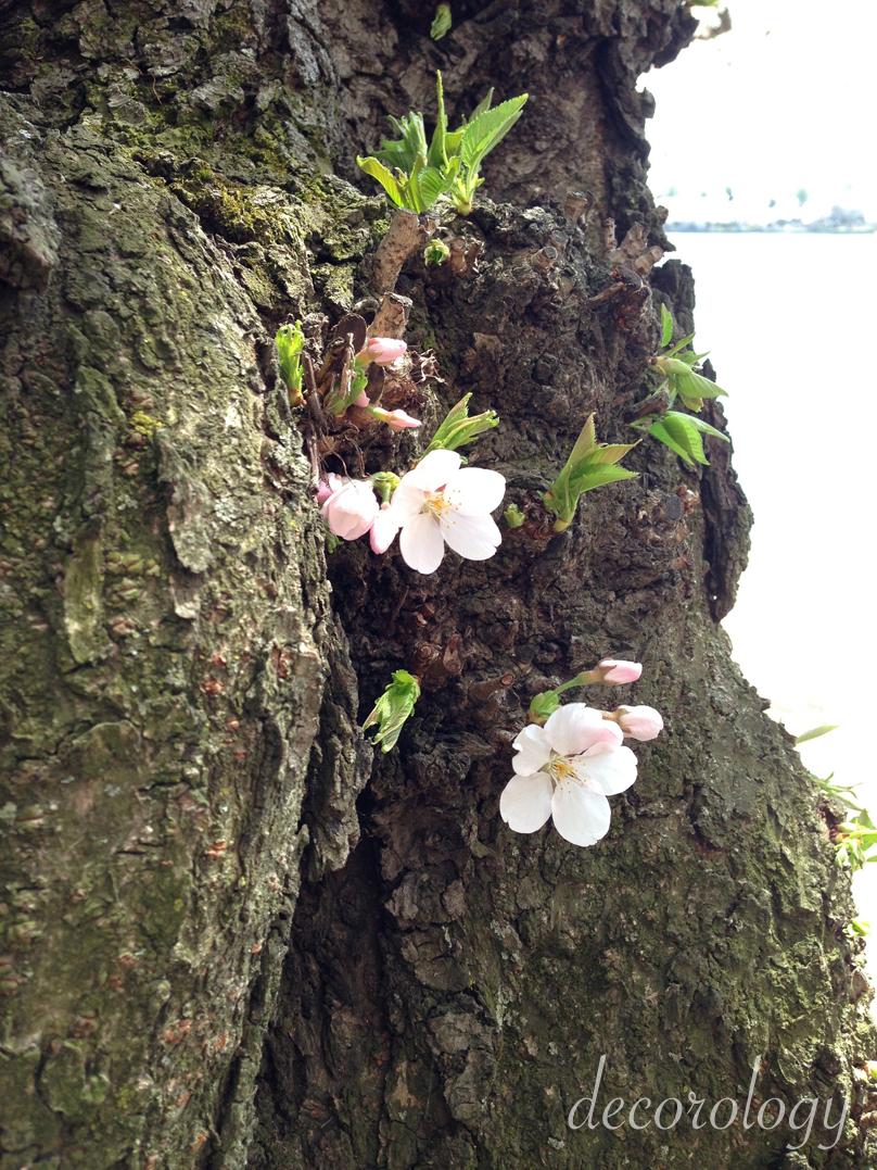 House purchasing update and beautiful cherry trees in DC!