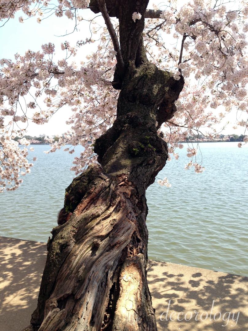 House purchasing update and beautiful cherry trees in DC!