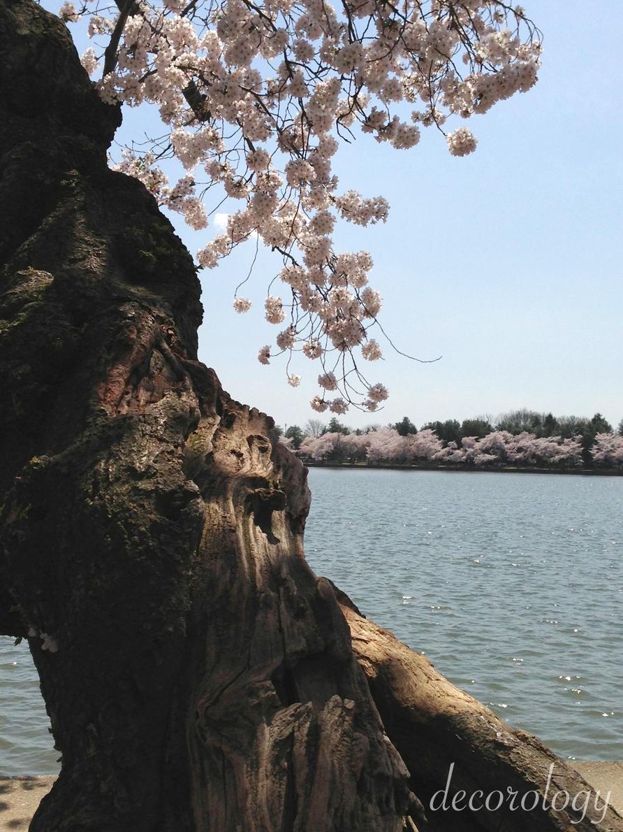 House purchasing update and beautiful cherry trees in DC!