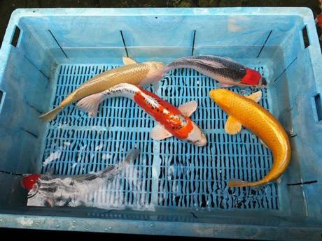 Koi