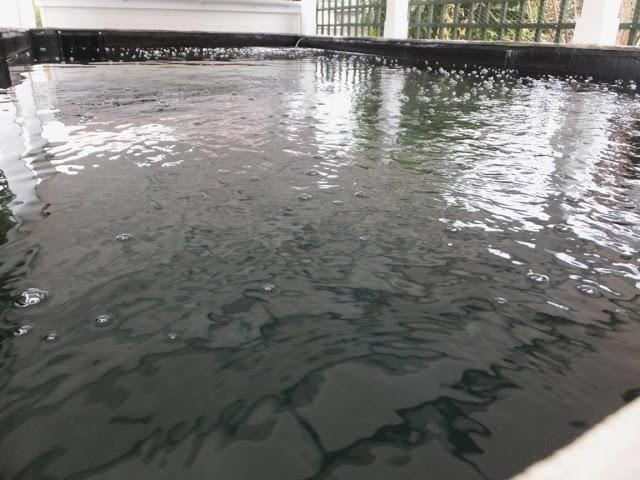 Large Koi Pond