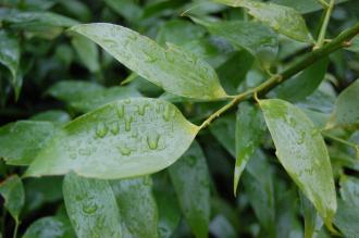 Danae racemosa Leaf (23/04/2013, Kew Gardens, London)