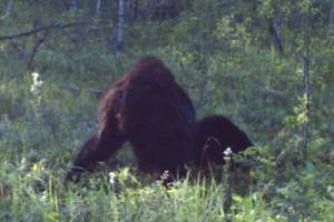 Very weird photo of a possible Bigfoot in Alberta, Canada, shot from the back. It is apparently sitting on the ground. 