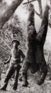 Photoshopped fake of an old photo showing a hunter with a dead Bigfoot.