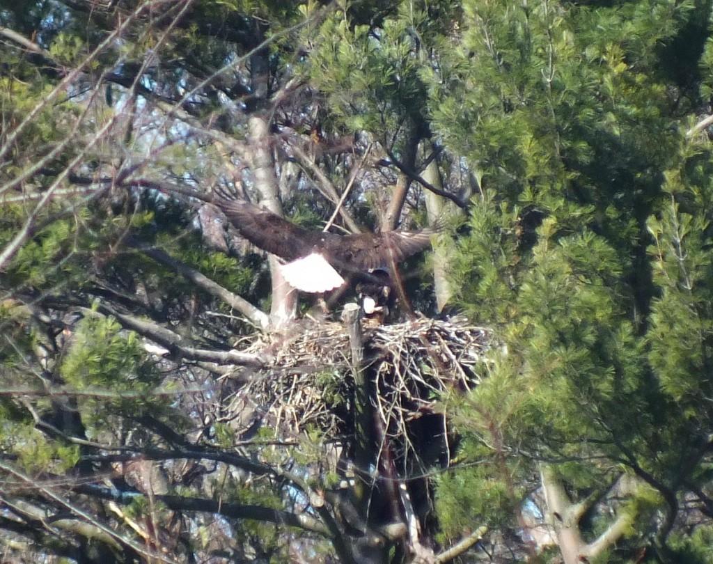 Bald Eagle lands in nest in Cootes Paradise Marsh - Hamilton - Ontario