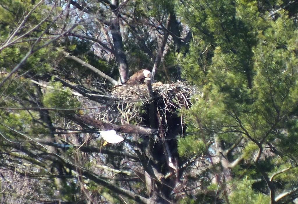 Bald Eagle returns back to nest - Cootes Paradise Marsh - Hamilton - Ontario