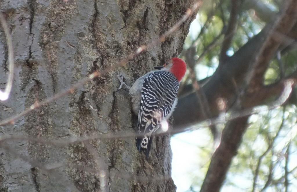 Red Breasted Woodpecker - Cootes Paradise Marsh - Hamilton - Ontario