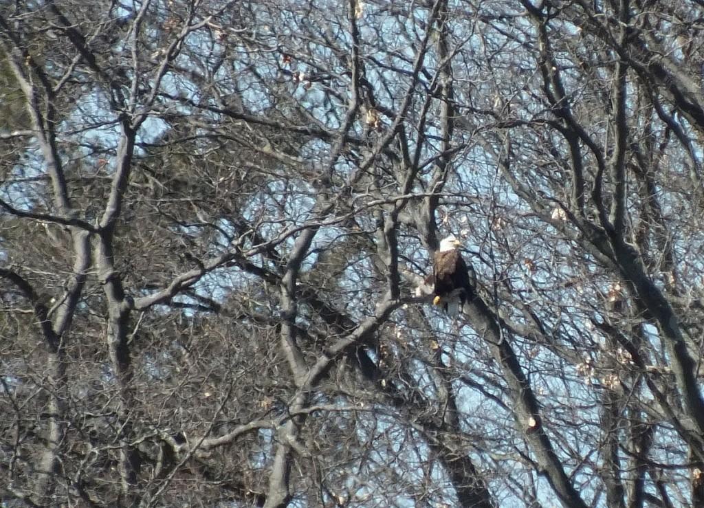 Bald Eagle sits in tree - Cootes Paradise Marsh - Hamilton - Ontario