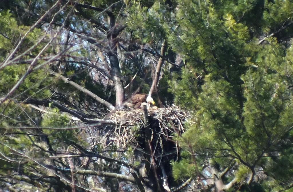 Bald Eagle feeds young - Cootes Paradise Marsh - Hamilton - Ontario