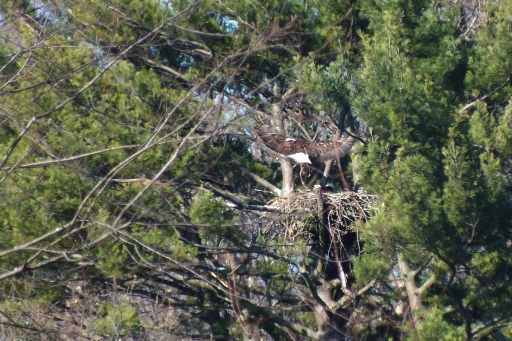 Bald Eagle returns to nest - Cootes Paradise Marsh - Hamilton - Ontario