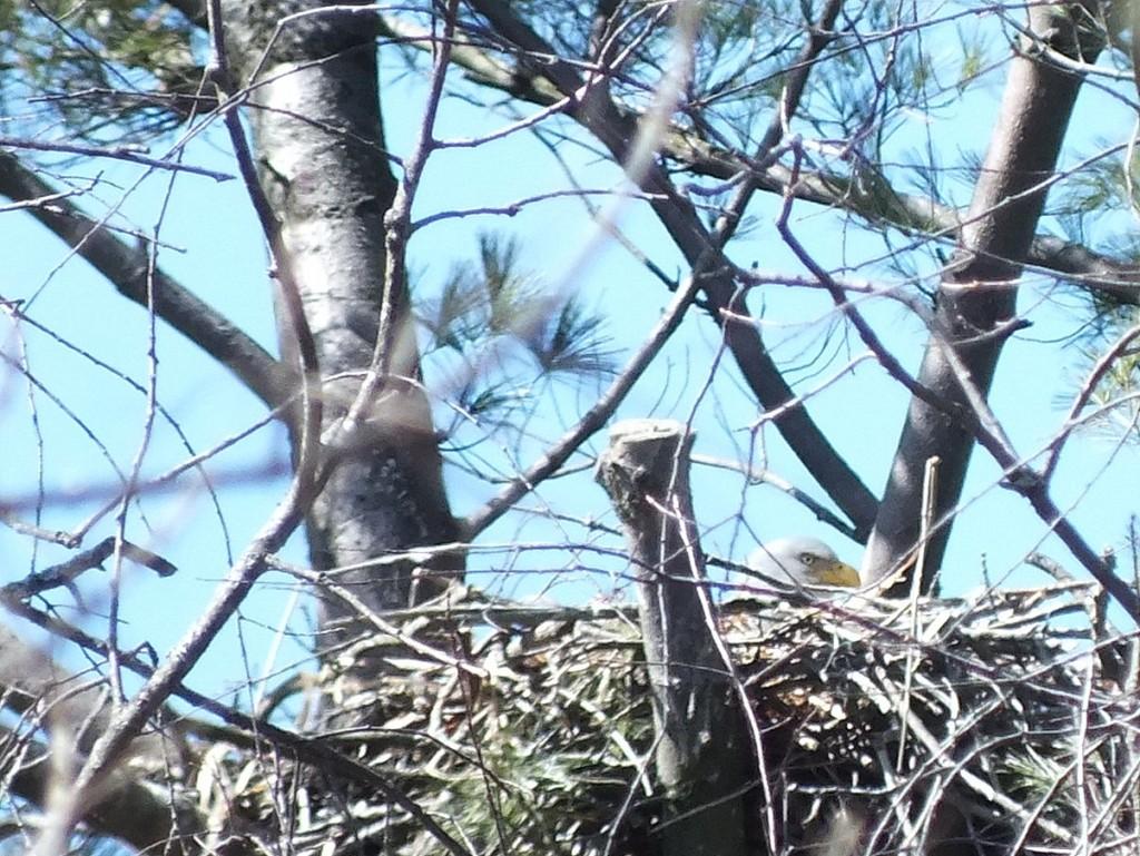 Bald Eagle extreme closeup sitting in nest - Cootes Paradise Marsh - Hamilton - Ontario