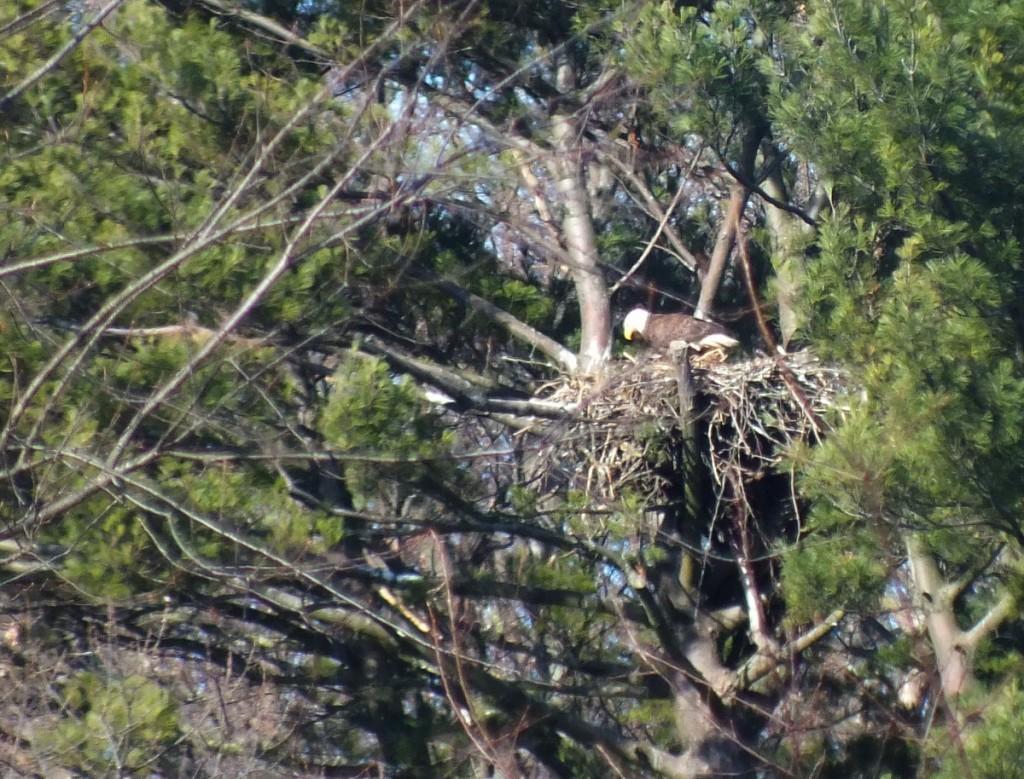 Bald Eagle on nest - Cootes Paradise Marsh - Hamilton - Ontario